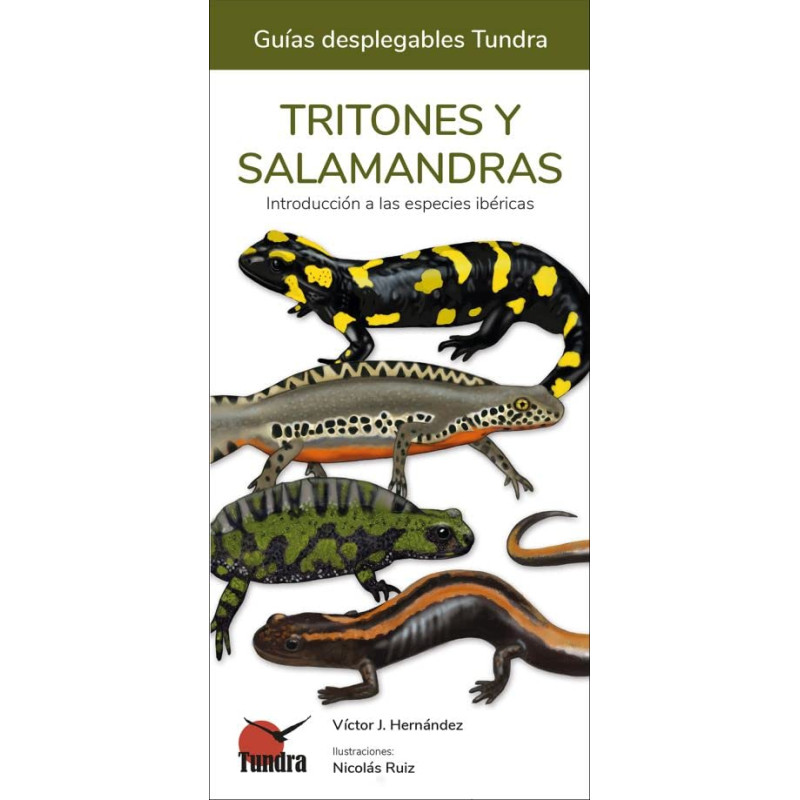 TRITONES Y SALAMANDRAS, GUÍAS DESPLEGABLES TUNDRA